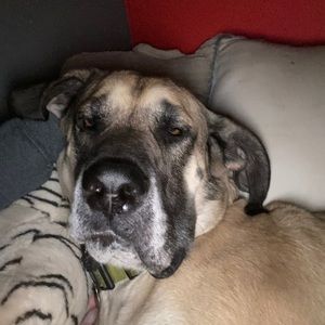 Meet your Posher, Lillybeth